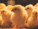 Understanding Loose Droppings in Poultry
