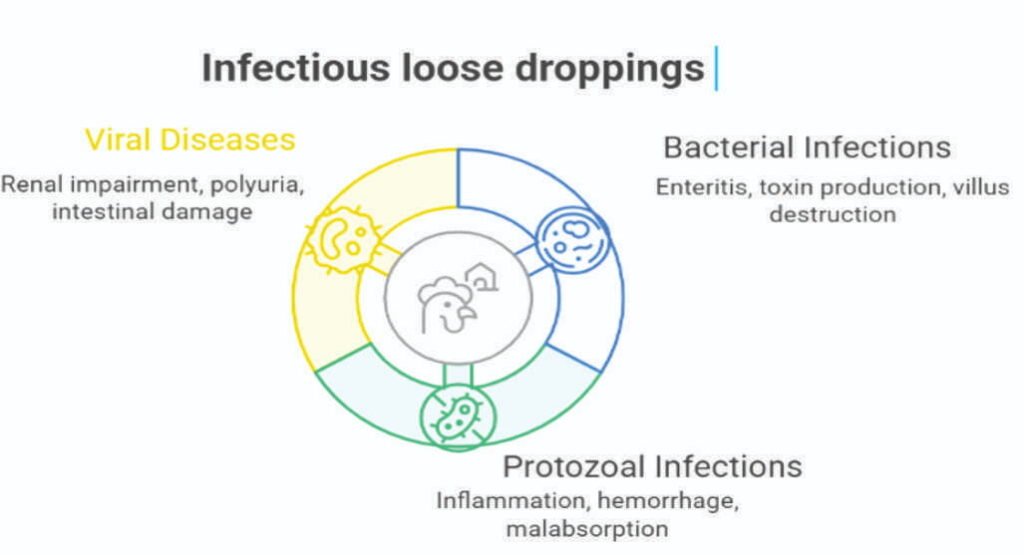 Chick Defects Understanding Loose Droppings in Poultry - Benison Media