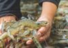 Disease, Data, and Discipline: The New Mandate for Shrimp Farming
