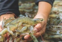 Disease, Data, and Discipline: The New Mandate for Shrimp Farming