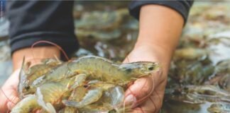 Disease, Data, and Discipline: The New Mandate for Shrimp Farming