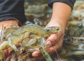 Disease, Data, and Discipline: The New Mandate for Shrimp Farming