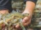 Disease, Data, and Discipline: The New Mandate for Shrimp Farming