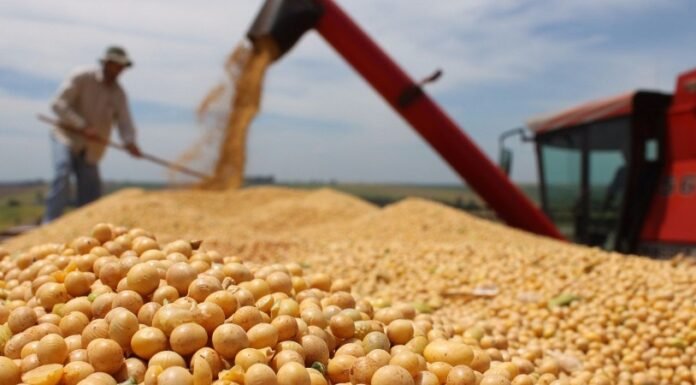 India’s Oilmeal Exports Tumble 42% Amid Raw Material Supply Gaps