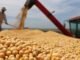 India’s Oilmeal Exports Tumble 42% Amid Raw Material Supply Gaps