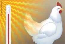 Summer Management Strategies for Commercial Layers