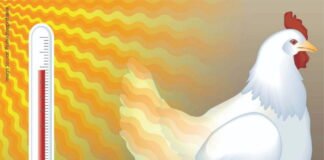 Summer Management Strategies for Commercial Layers