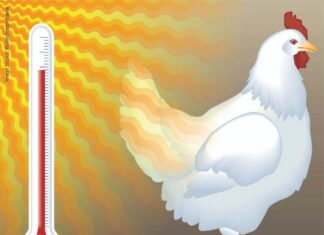 Summer Management Strategies for Commercial Layers