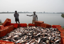 Blue Economy Momentum: Inland Aquaculture Drives Growth and Exports