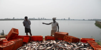 Blue Economy Momentum: Inland Aquaculture Drives Growth and Exports