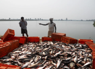 Blue Economy Momentum: Inland Aquaculture Drives Growth and Exports