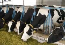 Punjab Positions Itself as an Investment Hub for Dairy and Animal Nutrition