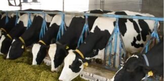 Punjab Positions Itself as an Investment Hub for Dairy and Animal Nutrition