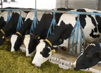 Punjab Positions Itself as an Investment Hub for Dairy and Animal Nutrition