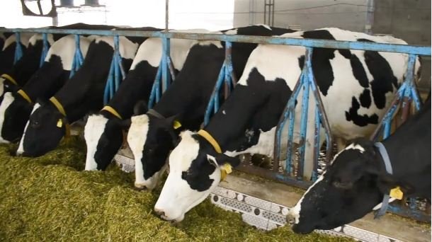 Dairy-farming-in-punjab