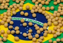 Brazil Forecasts Record Soybean Harvest Despite Heavy Rains and Planting Delays