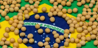 Brazil Forecasts Record Soybean Harvest Despite Heavy Rains and Planting Delays