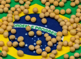 Brazil Forecasts Record Soybean Harvest Despite Heavy Rains and Planting Delays