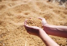 Oilseed Meal Exports Under Pressure Amid Market Shifts