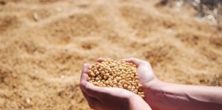Oilseed Meal Exports Under Pressure Amid Market Shifts
