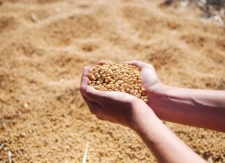 Oilseed Meal Exports Under Pressure Amid Market Shifts