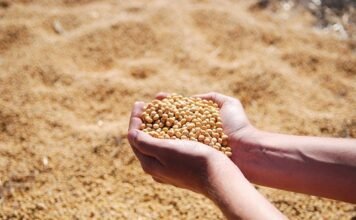 Oilseed Meal Exports Under Pressure Amid Market Shifts