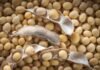 Poultry Industry Seeks Stability Amid Soybean Supply Concerns
