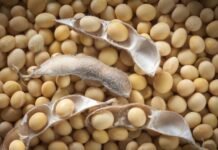 Poultry Industry Seeks Stability Amid Soybean Supply Concerns