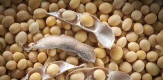 Poultry Industry Seeks Stability Amid Soybean Supply Concerns