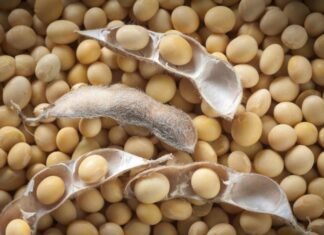 Poultry Industry Seeks Stability Amid Soybean Supply Concerns