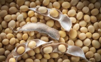 Poultry Industry Seeks Stability Amid Soybean Supply Concerns