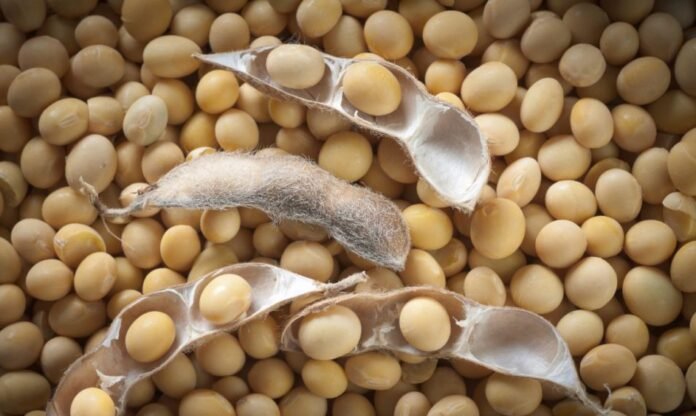 Soybean_photo-cred-AdobeStock_28241089