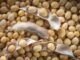 Poultry Industry Seeks Stability Amid Soybean Supply Concerns
