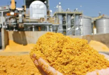 India Opens DDGS Imports to Stabilise Feed Supply