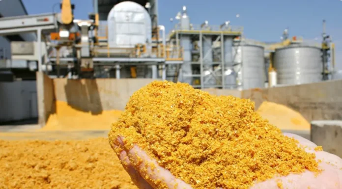 India Opens DDGS Imports to Stabilise Feed Supply