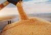 India’s Corn Exports Gain Momentum Amid Shifting Global Trade
