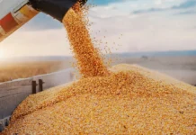 India’s Corn Exports Gain Momentum Amid Shifting Global Trade