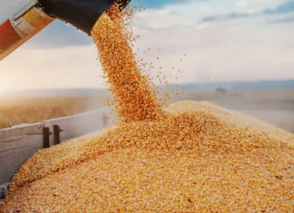 India’s Corn Exports Gain Momentum Amid Shifting Global Trade