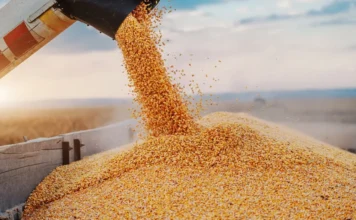 India’s Corn Exports Gain Momentum Amid Shifting Global Trade