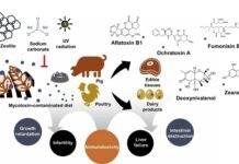 Debunking the Myth of Mycotoxin Prevalence in India