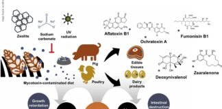 Debunking the Myth of Mycotoxin Prevalence in India