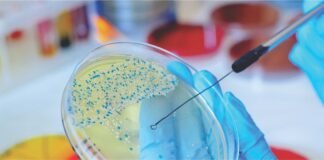 The Critical Importance of Testing for Mycotoxins in Animal Feed