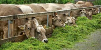 Uttar Pradesh Tackles Green Fodder Deficit to Support Livestock Sector