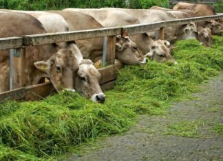 Uttar Pradesh Tackles Green Fodder Deficit to Support Livestock Sector