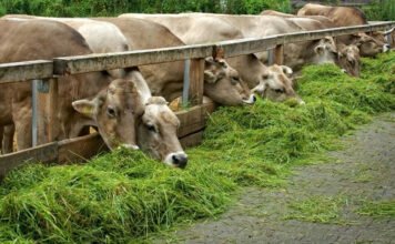 Uttar Pradesh Tackles Green Fodder Deficit to Support Livestock Sector