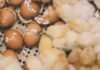 Waste to Wealth: Unlocking Alternative Feed Resources for Poultry