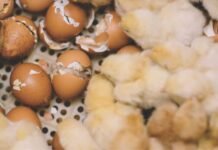 Waste to Wealth: Unlocking Alternative Feed Resources for Poultry