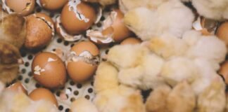 Waste to Wealth: Unlocking Alternative Feed Resources for Poultry