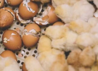 Waste to Wealth: Unlocking Alternative Feed Resources for Poultry