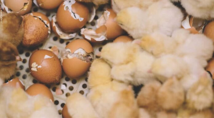 Waste to Wealth: Unlocking Alternative Feed Resources for Poultry